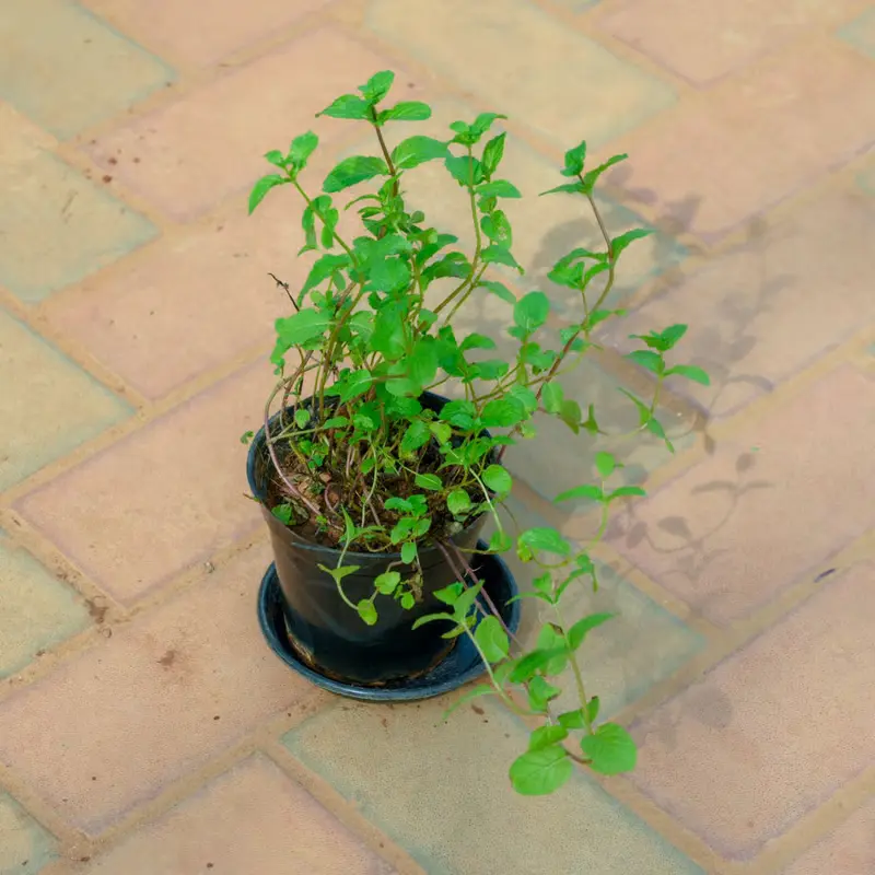 Mint Pudina in 5 Inch Nursery Pot